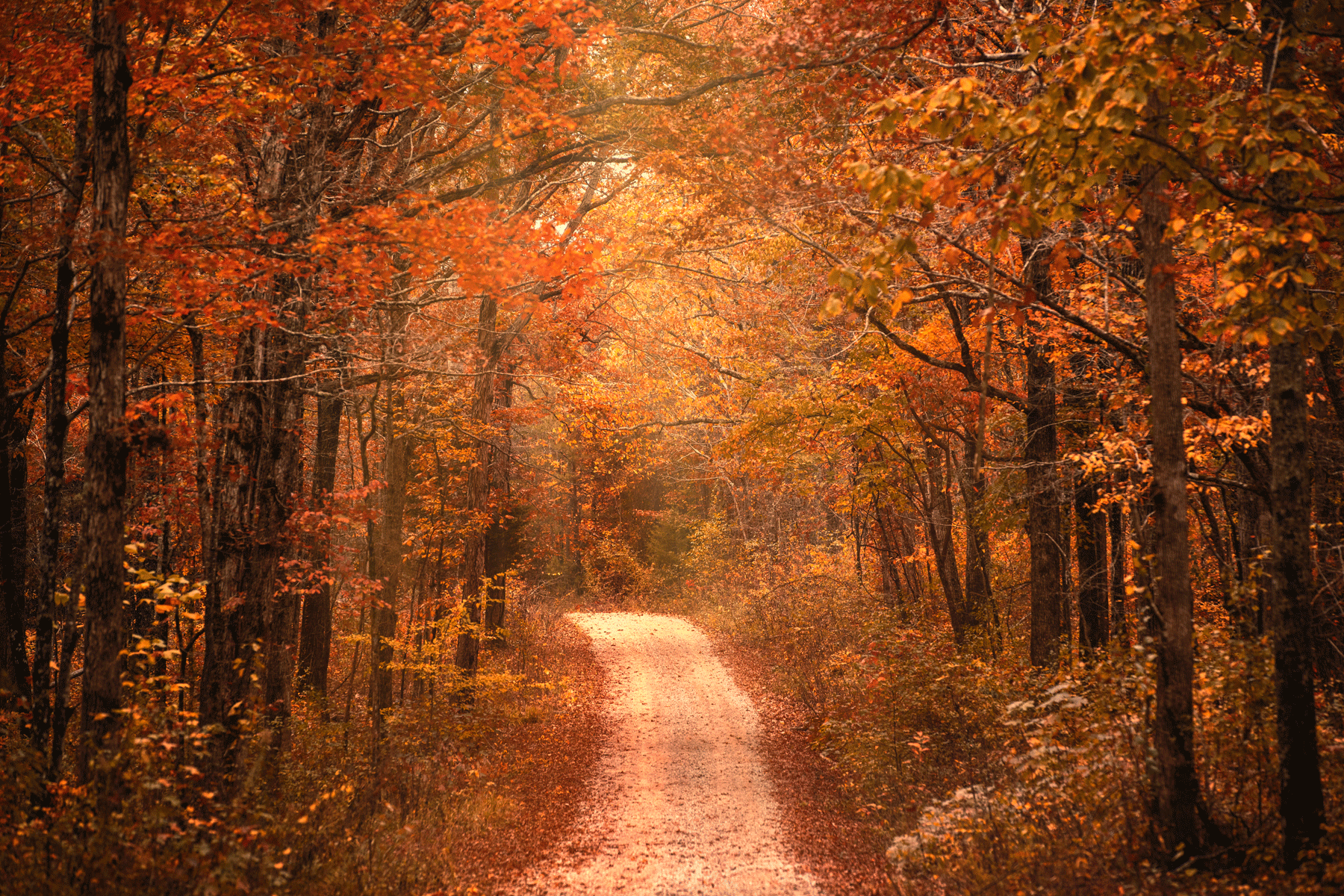 bankhead-national-forest-dirt-road-fall