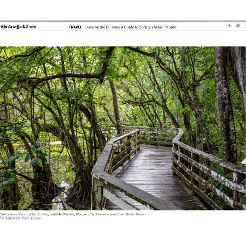 new-york-times-birds