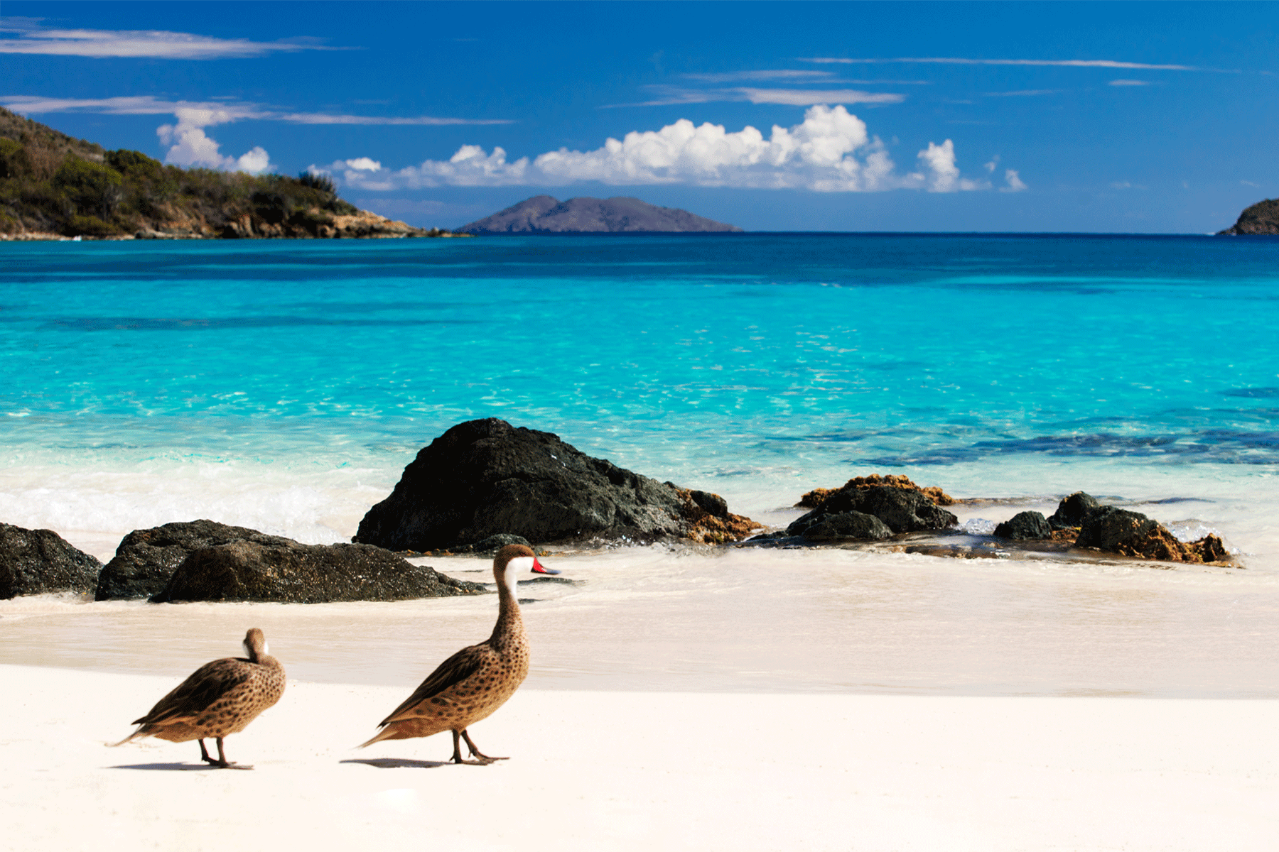 water-fowl-USVI-beach-caribbean